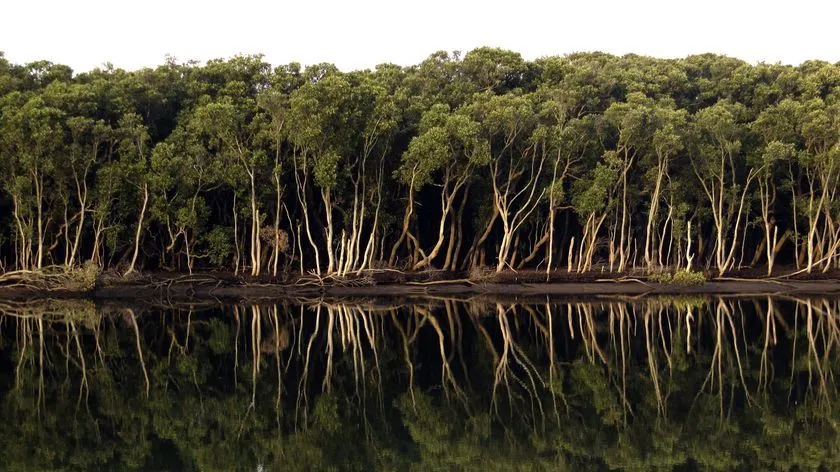 An eerie swamp with gumtrees and grey sky